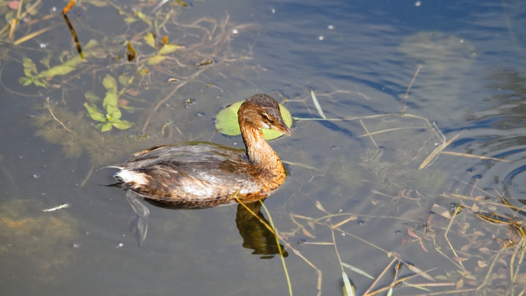 02 - Everglade NP (75).jpg